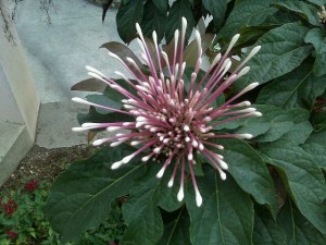 Flower from the Paul Family Home in Canape-vert a week before the earthquake